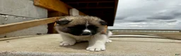 Akita dogs for sale: Tig – Male - Ad 3