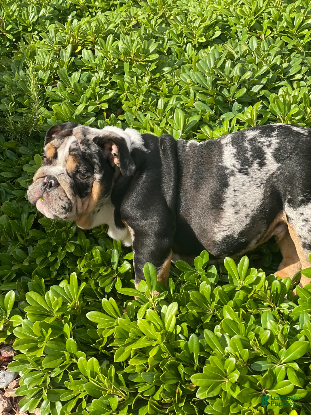 English Bulldog dogs for stud: Diesel - Ad 11
