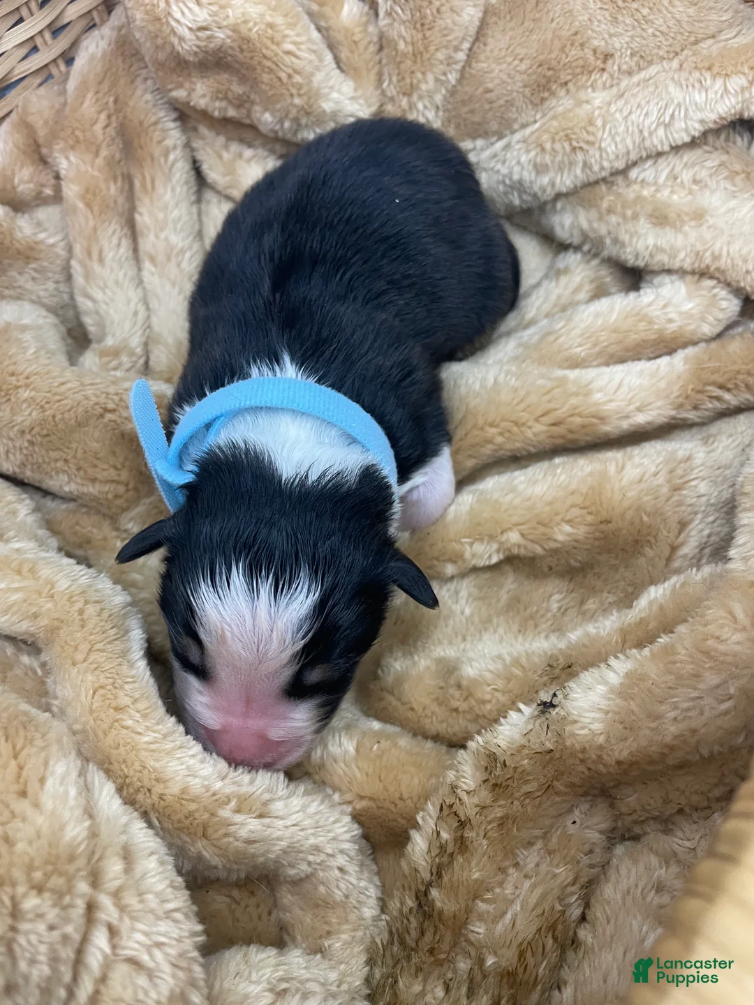 Australian Shepherd dogs for sale: Australian Shepherd-Mel - Ad 2