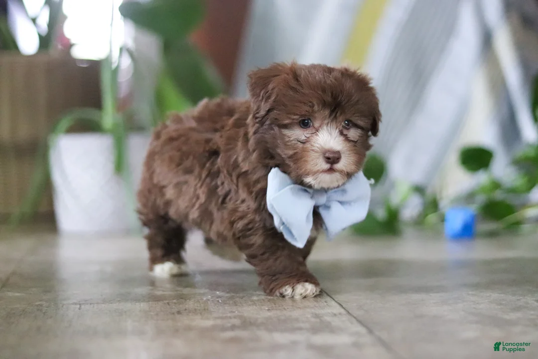 Havanese dogs for sale: Buster - Ad 2
