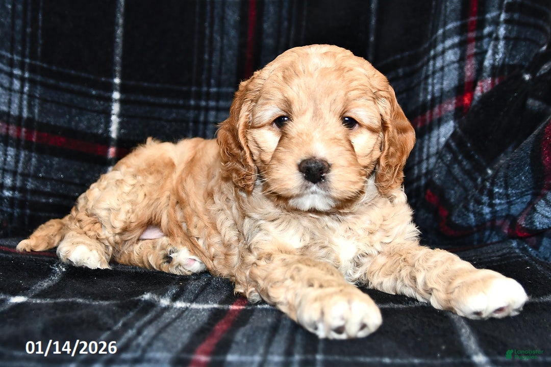 Cockapoo dogs for sale: Mason - Ad 1