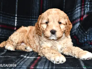 Cockapoo dogs Mason - Ad 2