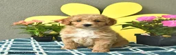 Mini Goldendoodle dogs for sale: Sage  - Ad 2