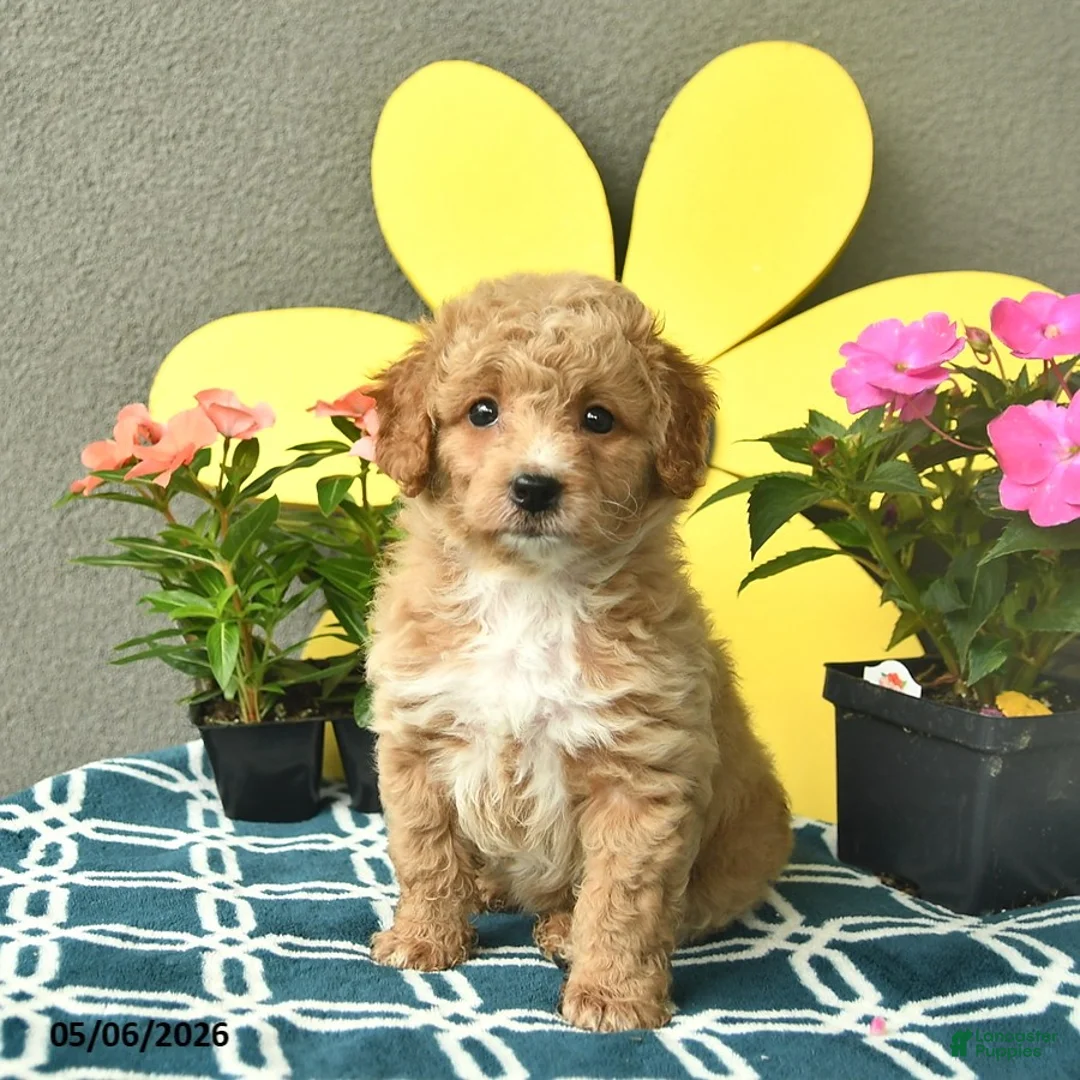 Mini Goldendoodle dogs for sale: Sage  - Ad 2