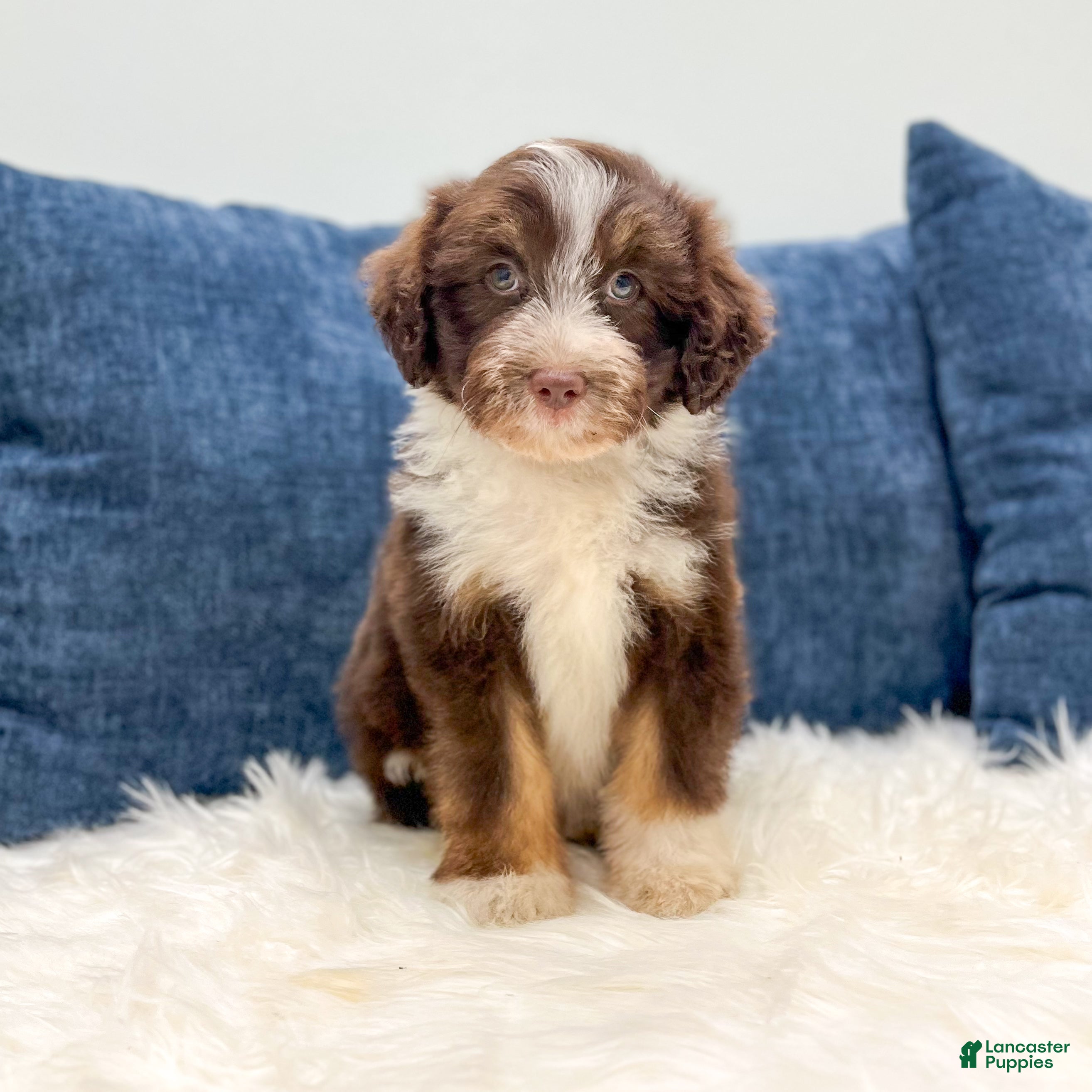 Aussiedoodle dogs Bubba - Ad 1