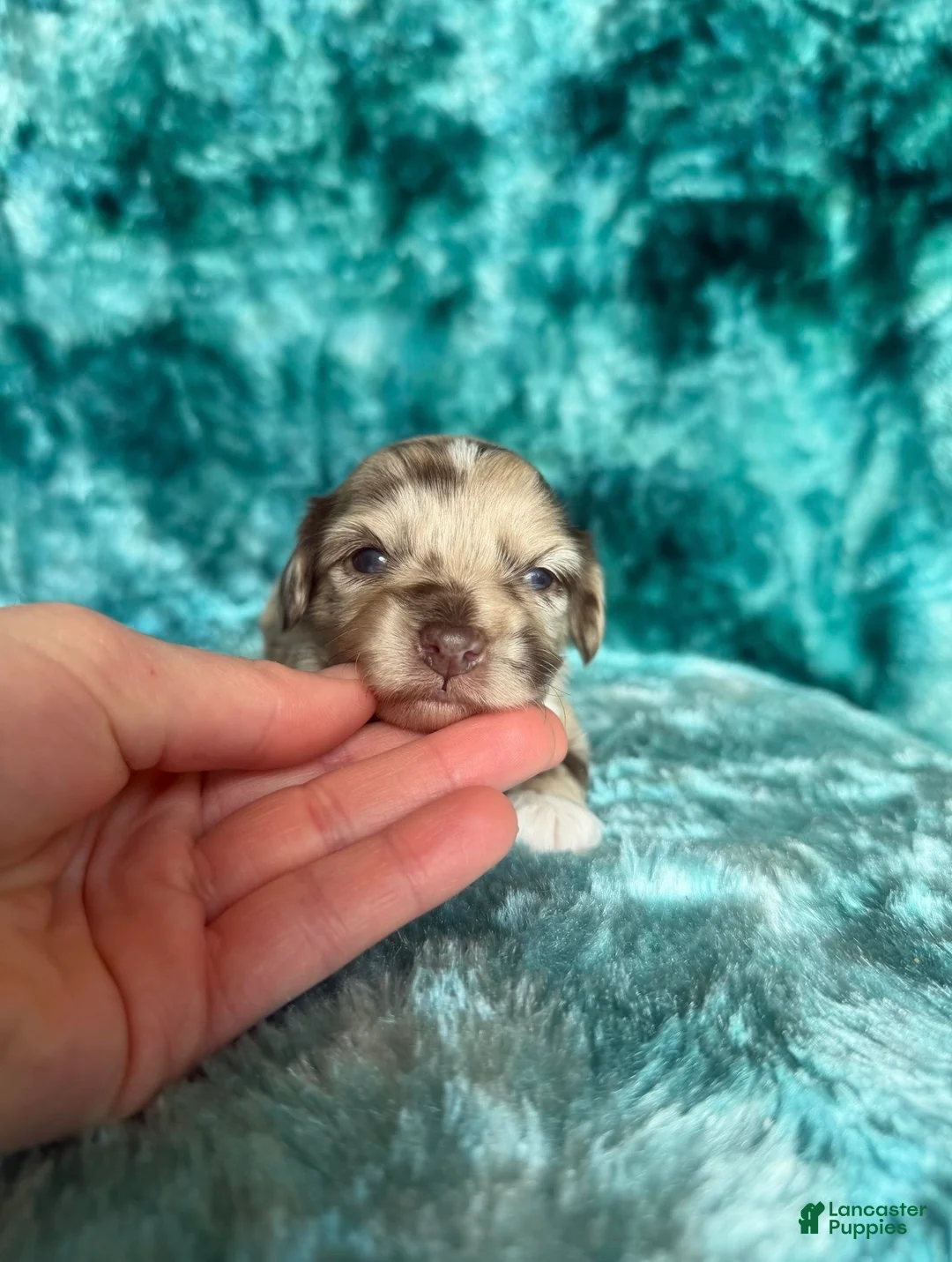 Cavapoo dogs for sale: Trace - Ad 2