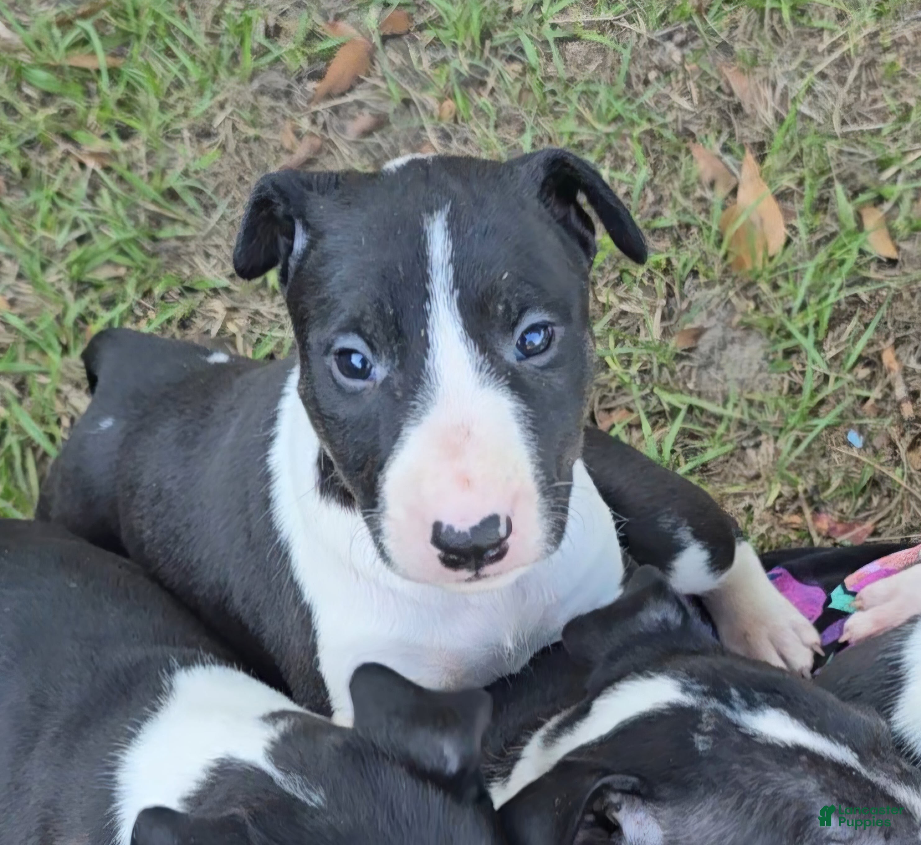 Bull Terrier