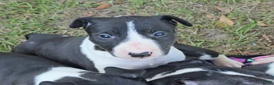 Bull Terrier 3