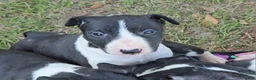 Bull Terrier dogs for sale: Bull Terrier 3 - Ad 1