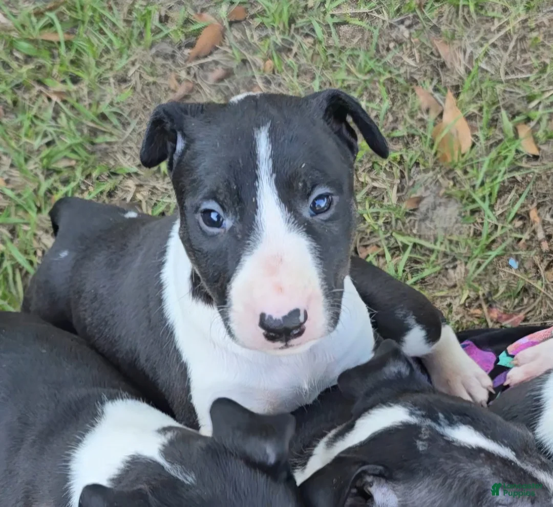 Bull Terrier dogs for sale: Bull Terrier 3 - Ad 1