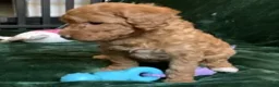 Mini Goldendoodle dogs for sale: Ginger - Ad 4