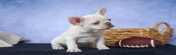 French Bulldog dogs for sale: 💕Jasmine  - Ad 18