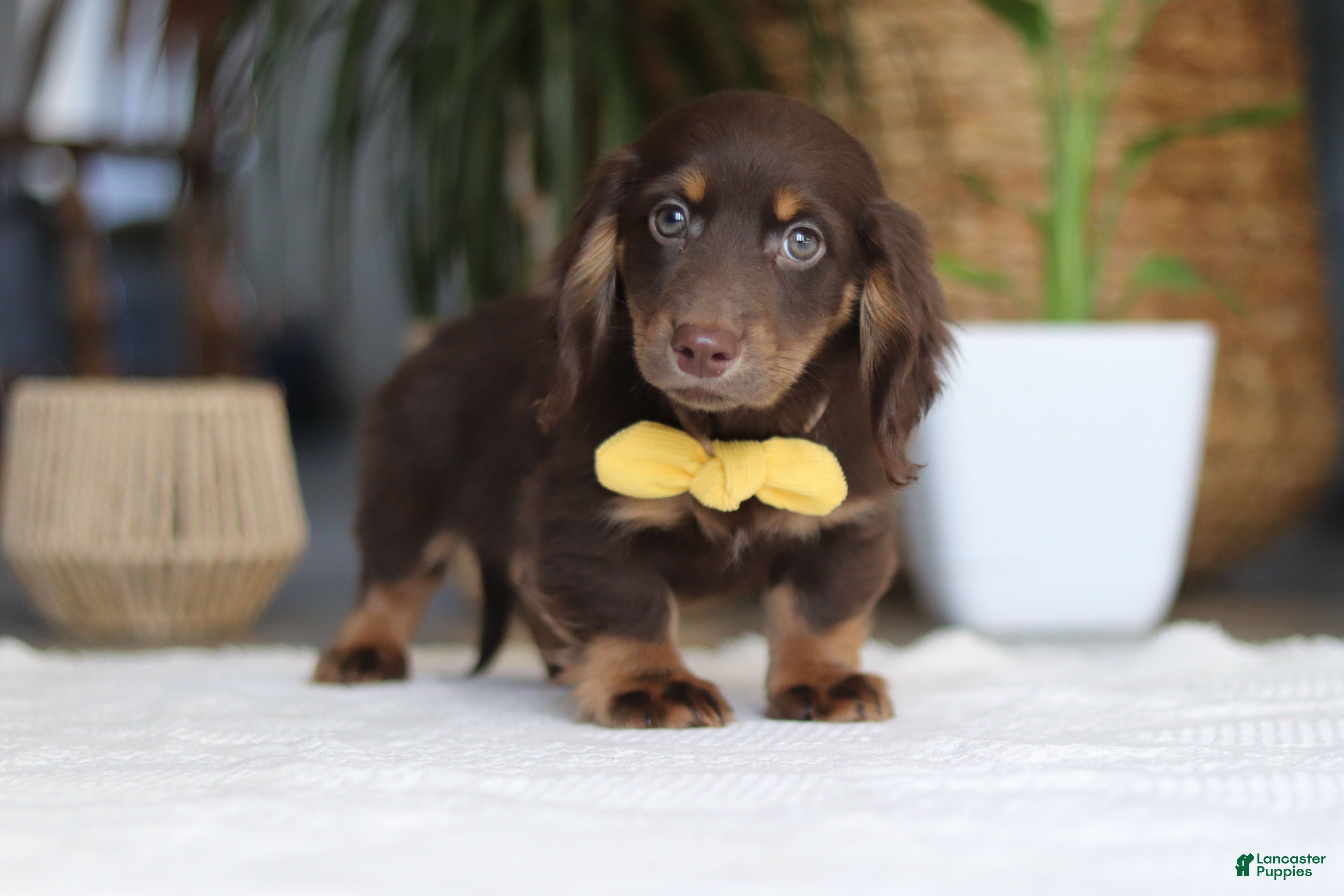 Miniature Dachshund dogs Glizzy - Ad 1