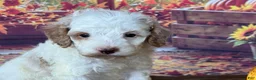 Cockapoo dogs for sale: Milo - Ad 6