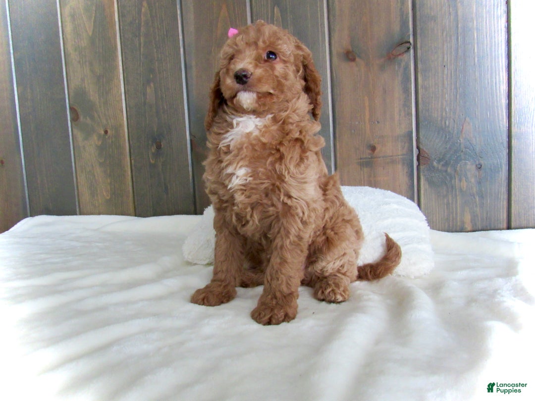 Mini Goldendoodle dogs for sale: Chloe - Ad 14