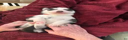 Siberian Husky dogs for sale: Princess Nyla - Ad 8