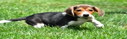 Beagle dogs for sale: Bo - Ad 6