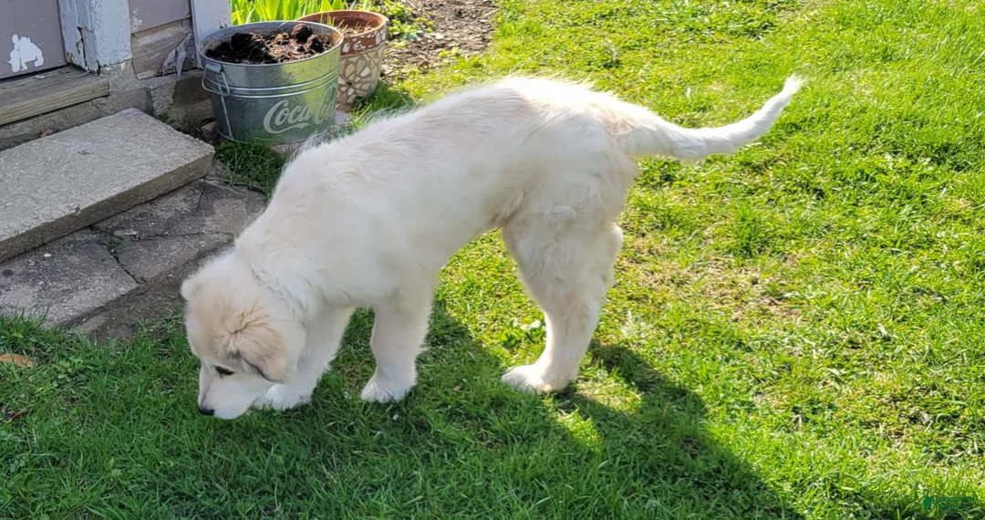 Mixed Breed dogs for sale: Mixed Breed Puppy 1 - Ad 4