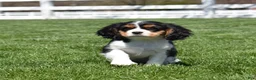Cavalier King Charles Spaniel dogs for sale: Willow  - Ad 3