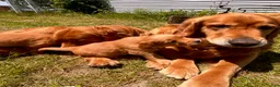 Golden Retriever dogs for sale: Golden Retriever 10 - Marina - Ad 2