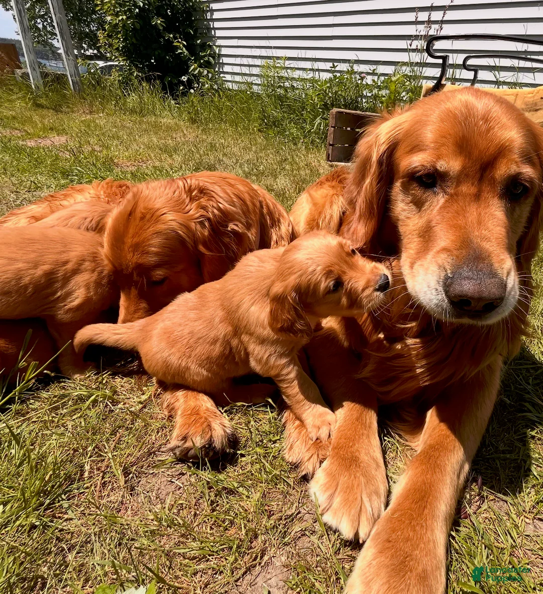 Golden Retriever dogs for sale: Golden Retriever 10 - Marina - Ad 2