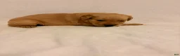 Golden Retriever dogs for sale: Golden Retriever 1 - Ad 3