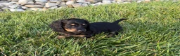 Miniature Dachshund dogs for sale: Marion - Ad 3
