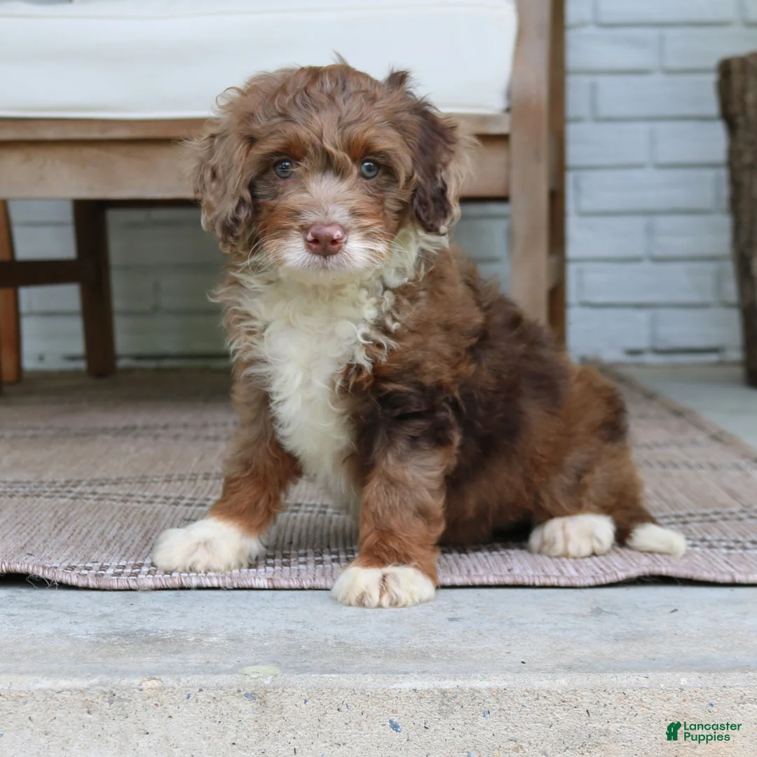 Mini Bernedoodle dogs for sale: Dexter  - Ad 4