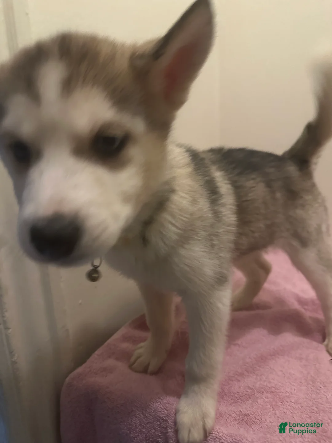Siberian Husky dogs for sale: Siberian Husky Puppy 1 - Ad 2