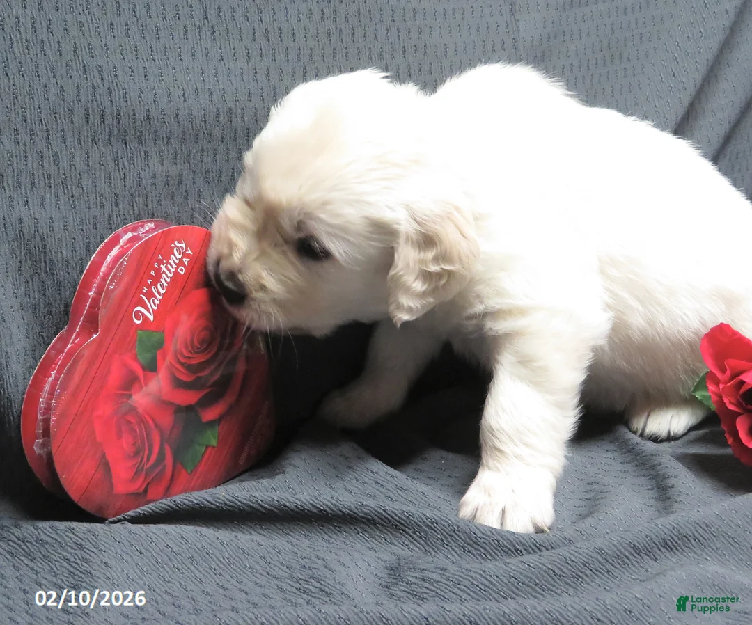 Golden Retriever dogs for sale: Buster - Ad 8