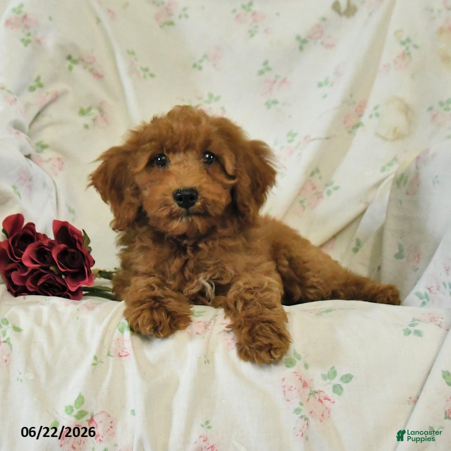 Mini Goldendoodle dogs Morgan - Ad 2