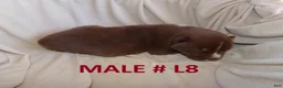 Siberian Husky dogs for sale: Siberian Husky male #8 - Ad 1