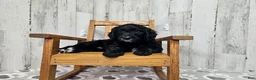 Goldendoodle dogs for sale: F1 SweetPea - Ad 1