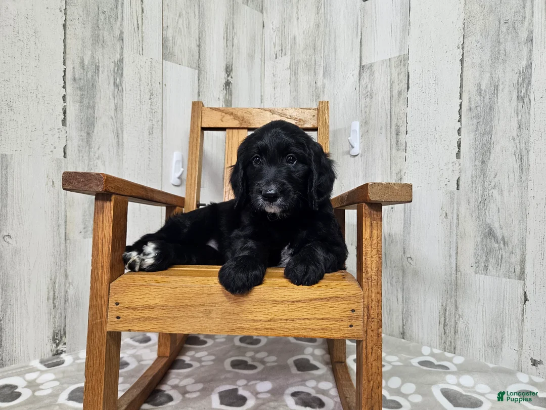 Goldendoodle dogs for sale: F1 SweetPea - Ad 1