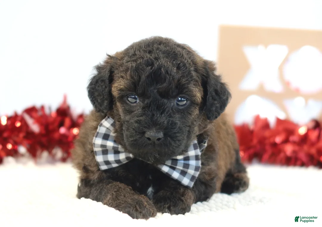 Toy Poodle dogs for sale: Cocoa - Ad 5