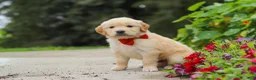 Golden Retriever dogs for sale: Baldo - Ad 4