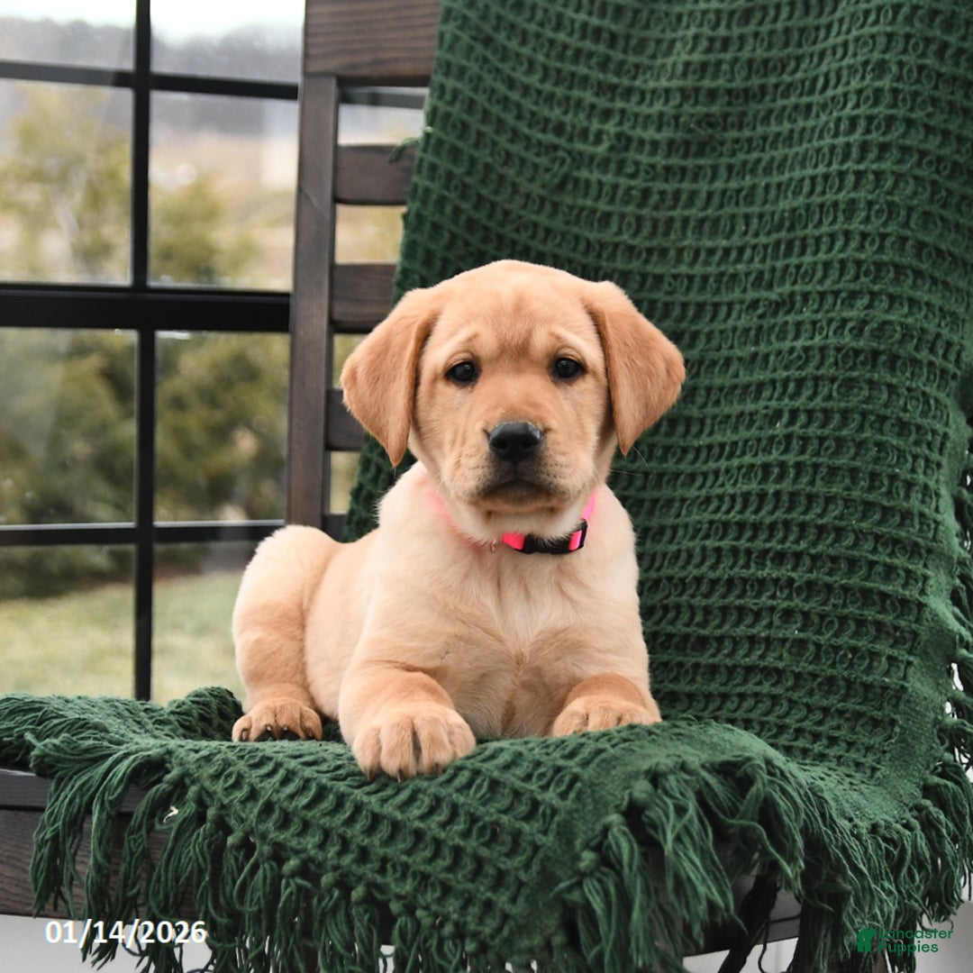 Labrador Retriever dogs for sale: Lily - Ad 5