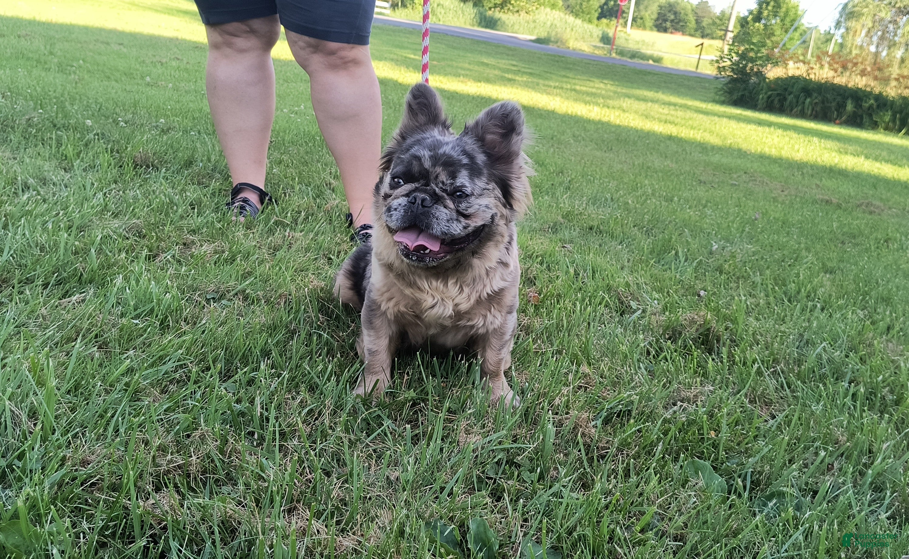 French Bulldog dogs French Bulldog Puppy 1 - Ad 31