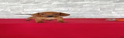 Miniature Dachshund dogs for sale: Stanley - Ad 5