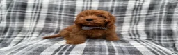 Cavapoo dogs for sale: Doodle - Ad 5