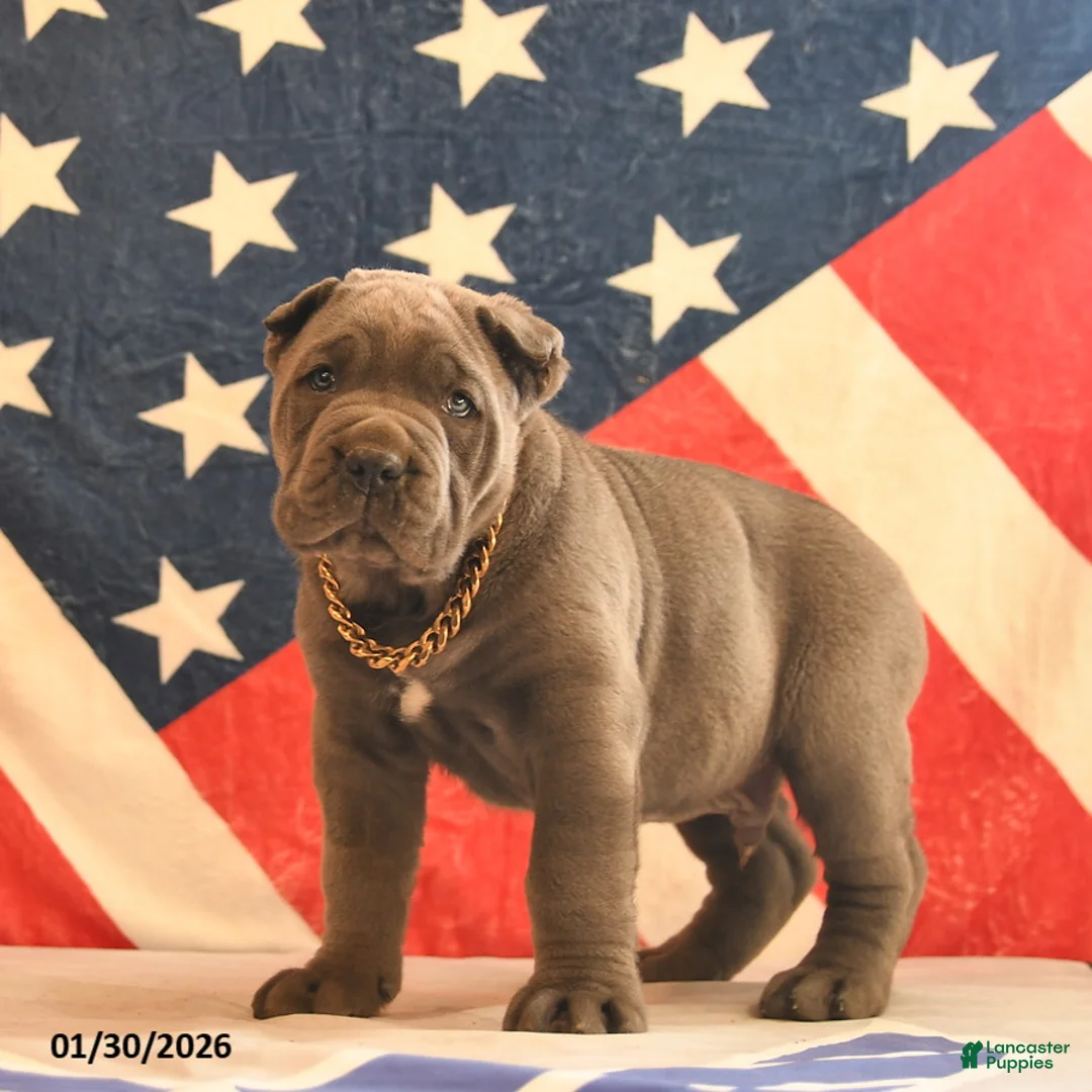 Cane Corso dogs for sale: Irwin  - Ad 5