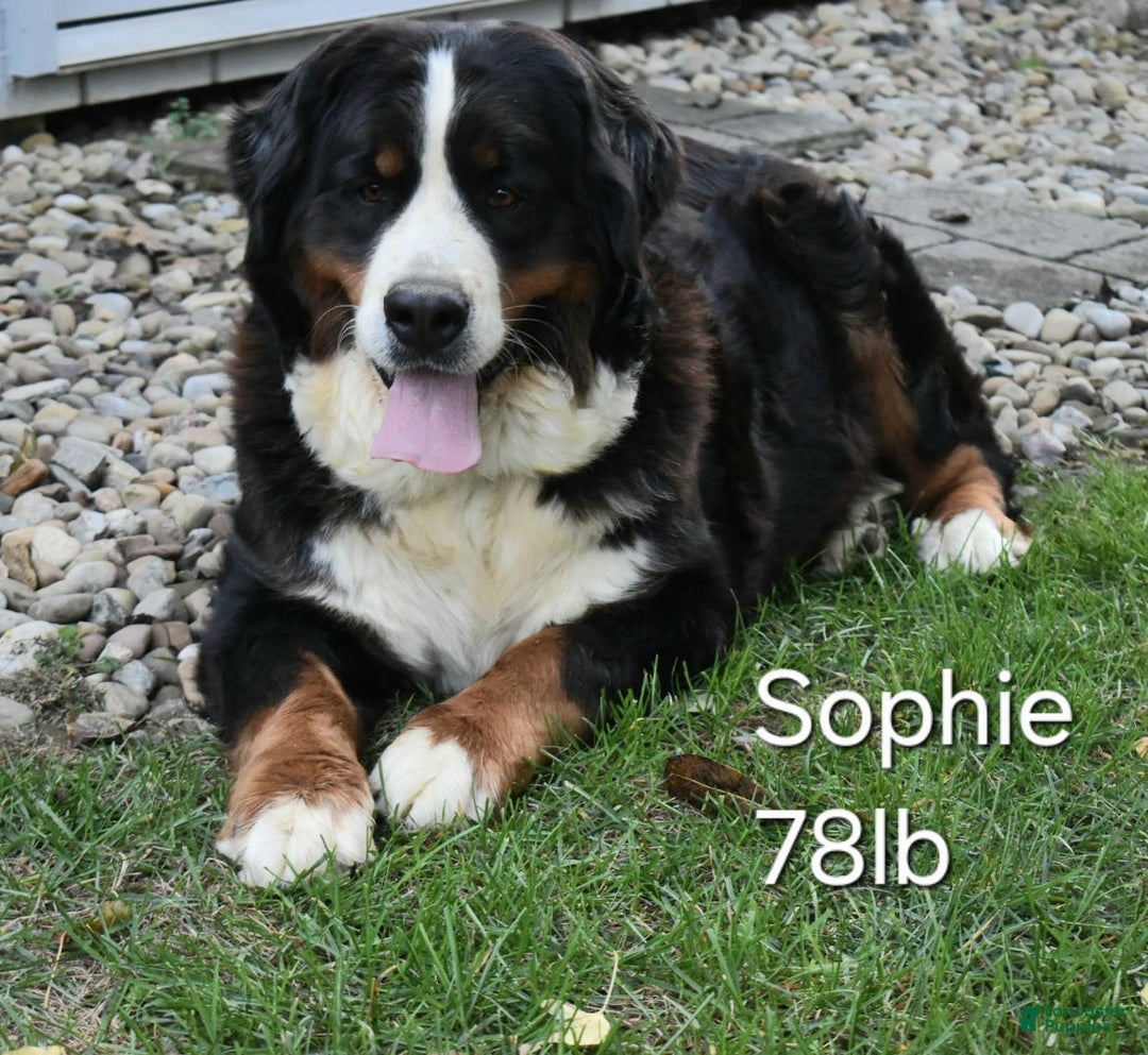 Mini Bernedoodle dogs for sale: Hunter - Ad 7