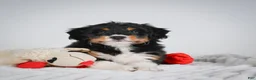 Mini Bernedoodle dogs for sale: Shelby - Ad 8