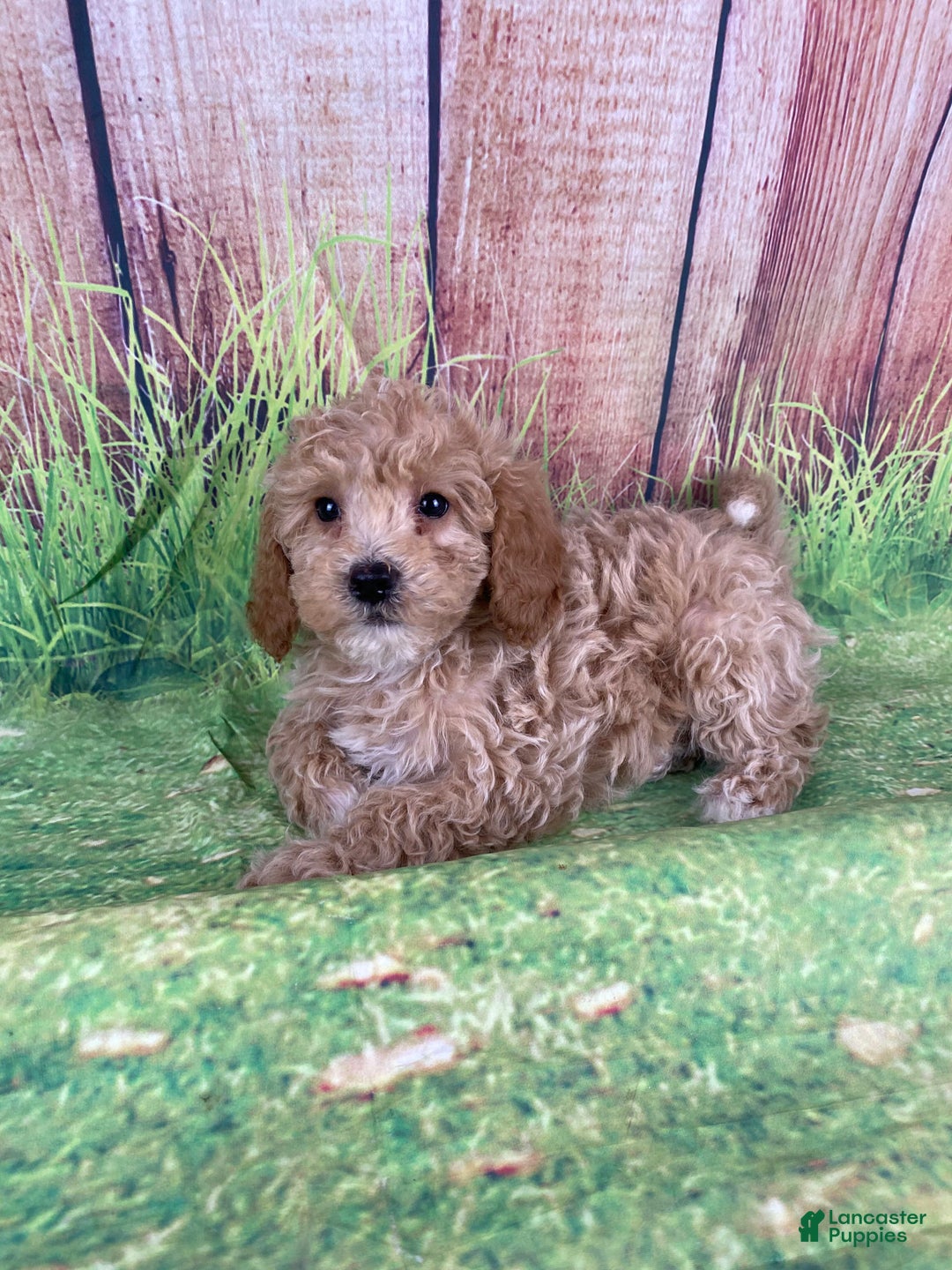 Miniature Poodle dogs for sale: Teddy - Ad 10