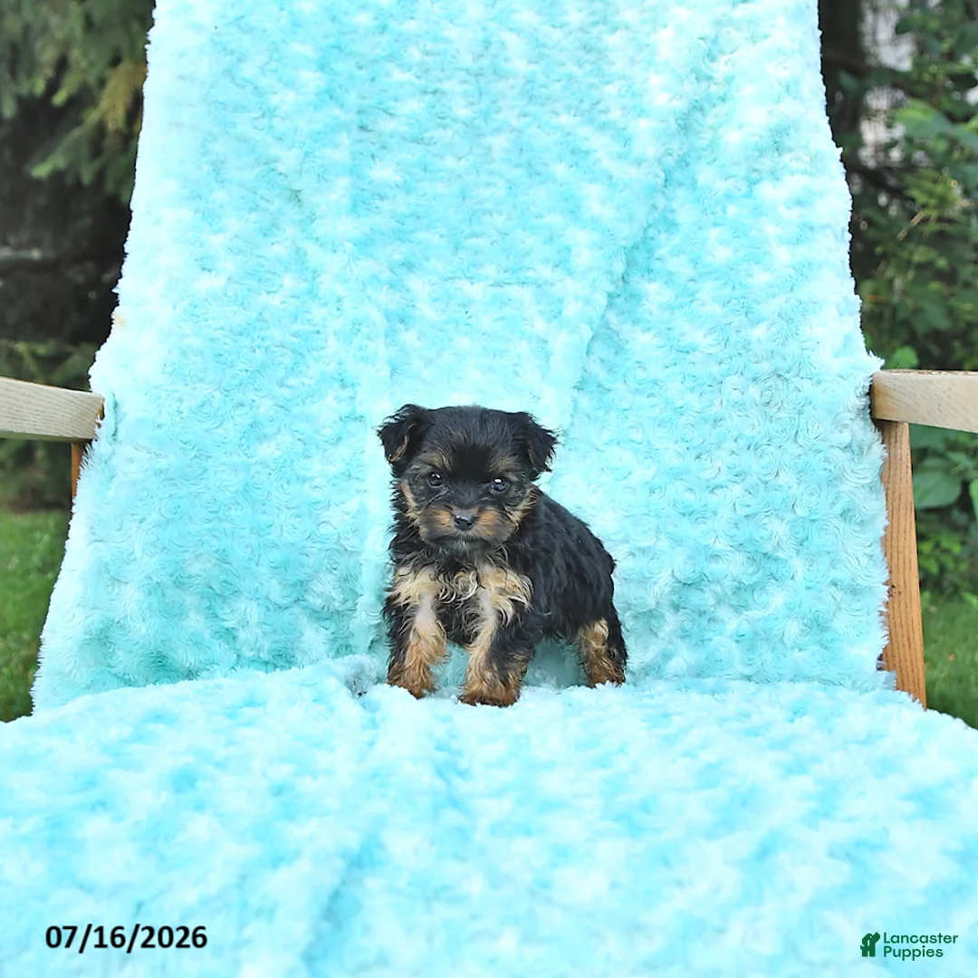 Yorkshire Terrier dogs for sale: Gracie - Ad 1