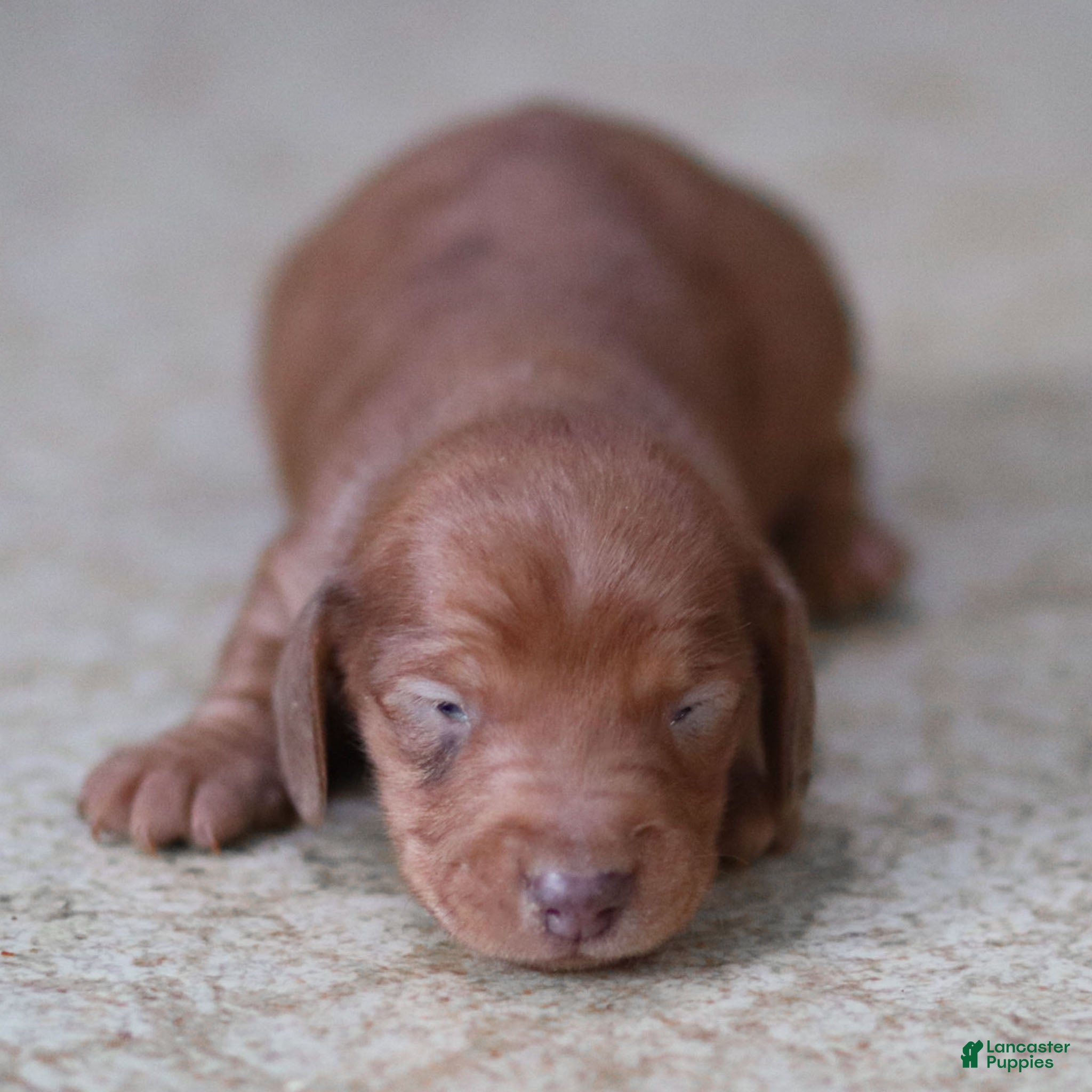 Miniature Dachshund dogs Ronan - Ad 2