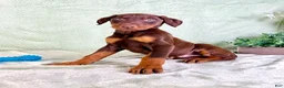 Doberman Pinscher dogs for sale: AKC Anubis - Ad 3
