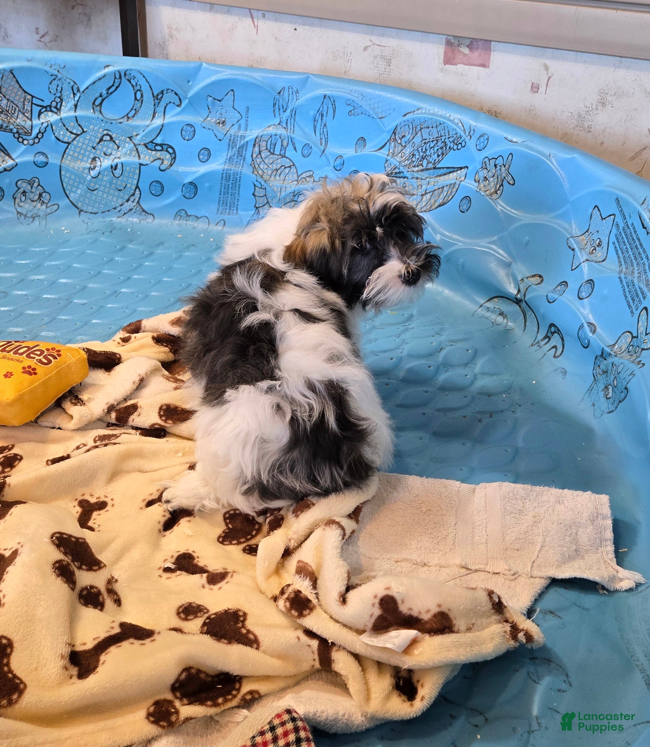 Havanese dogs Javon - Ad 1