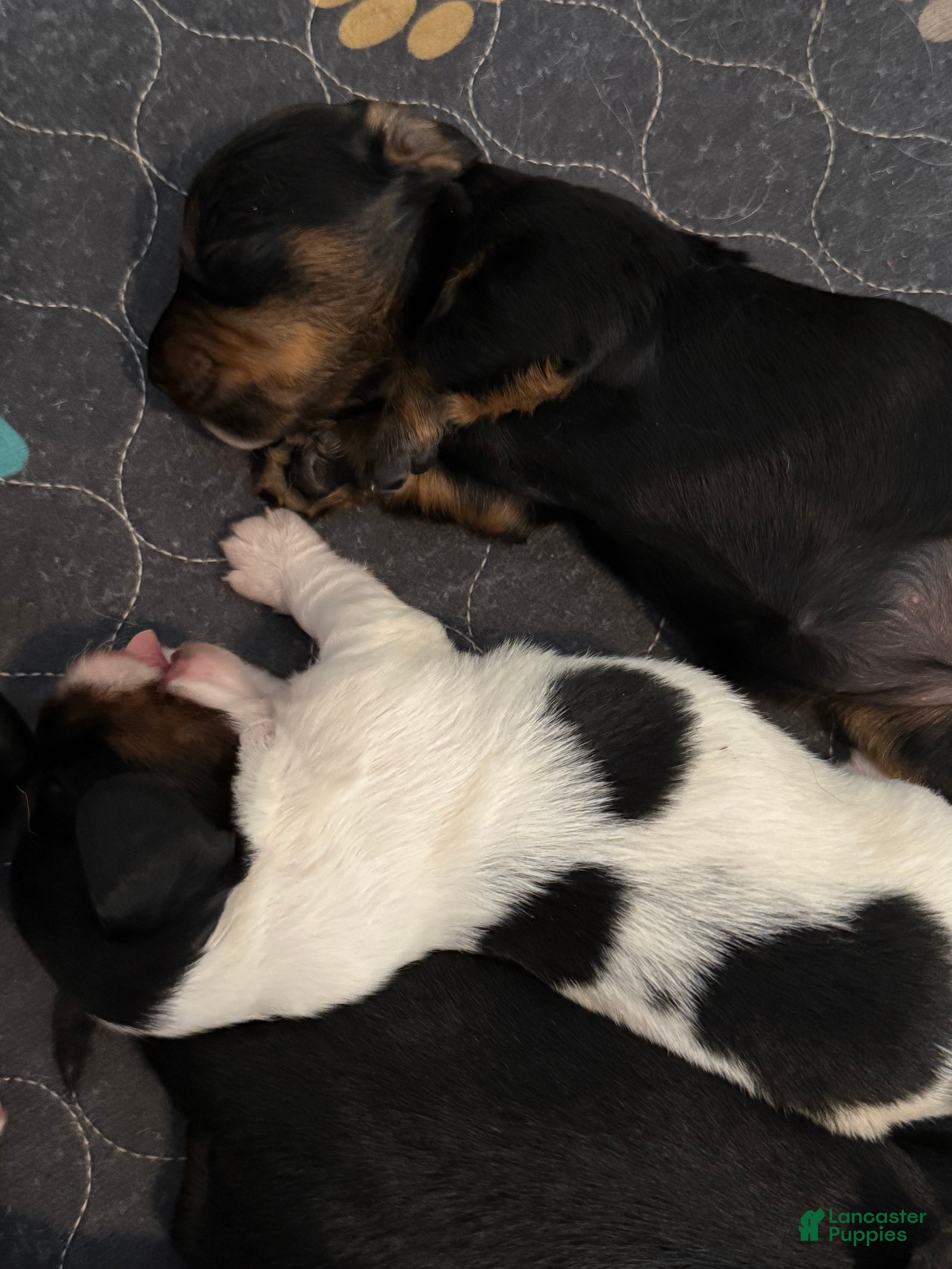 Miniature Dachshund dogs Miniature Dachshund 4 - Ad 28