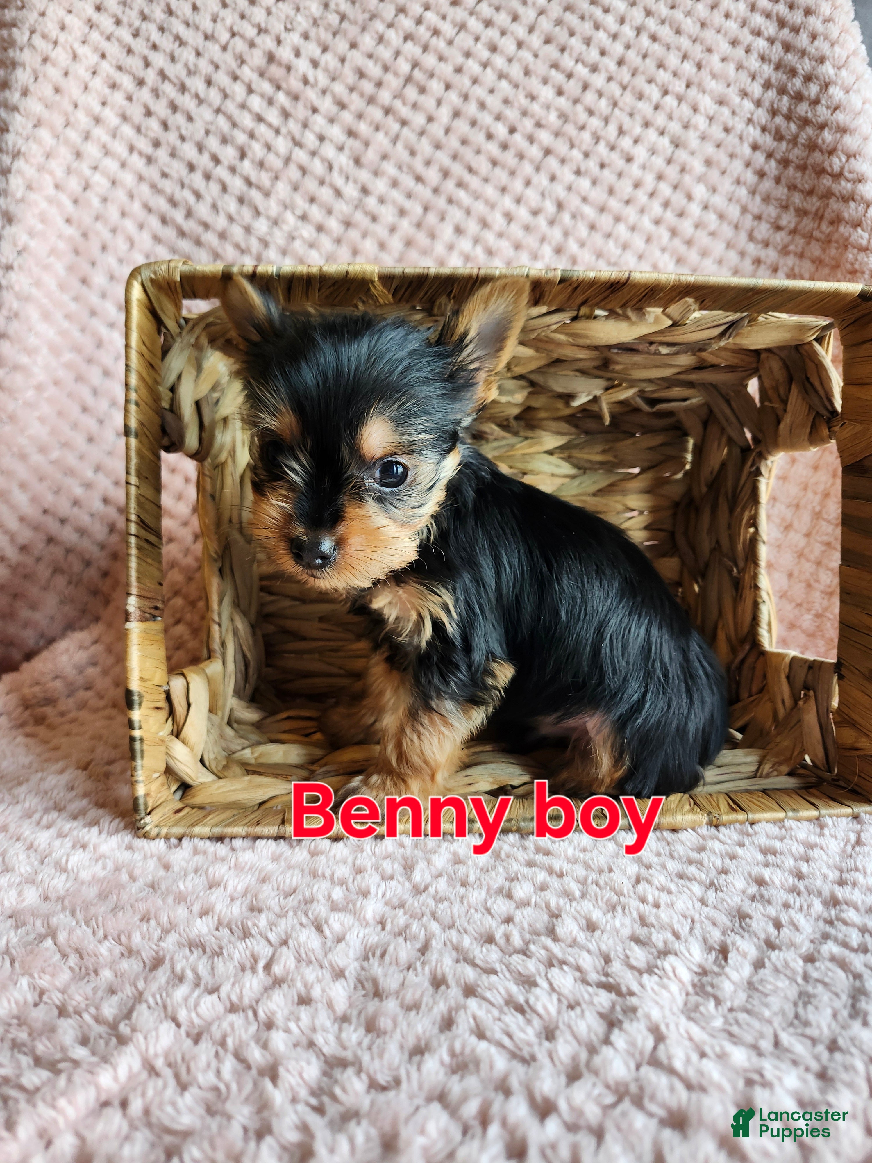 Yorkshire Terrier dogs for sale: Benny - Ad 1